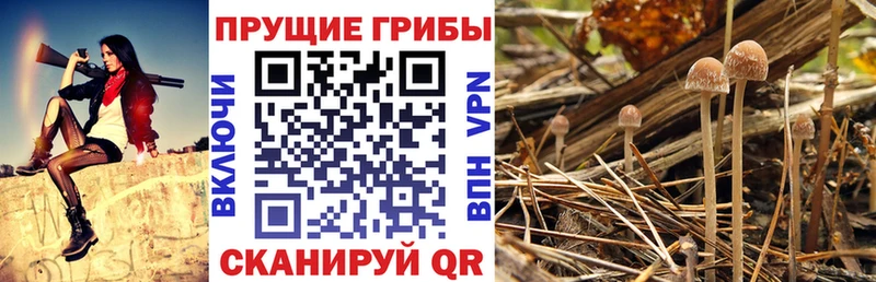 Галлюциногенные грибы мухоморы Тогучин